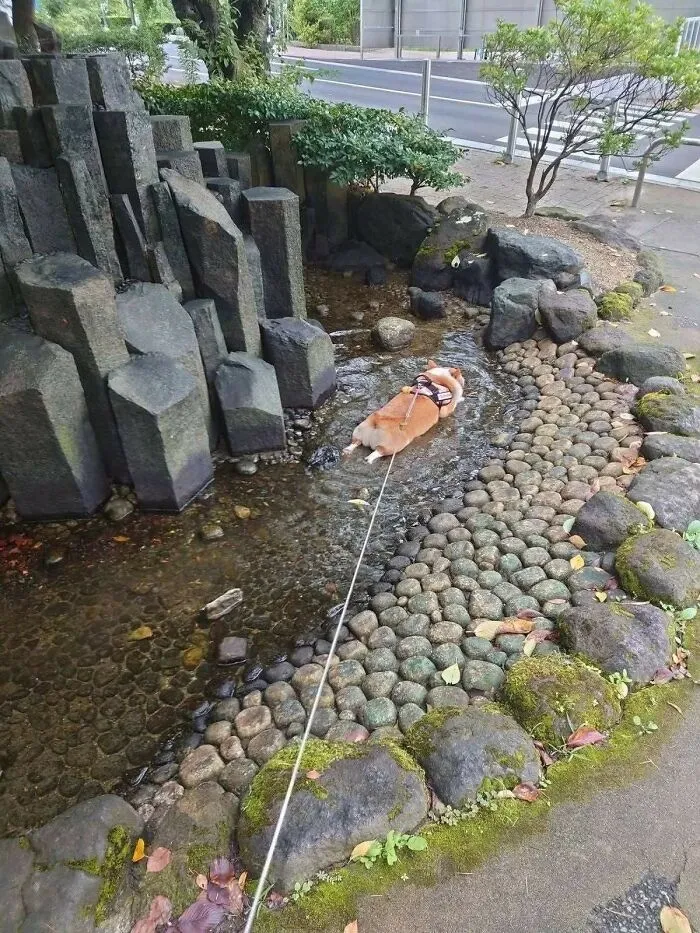 This Facebook Page Shares Animal Images That Feel Way Too Important To Ignore (38 New Pics)