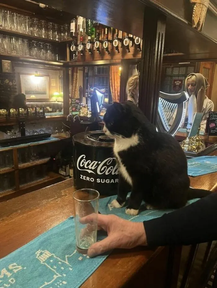 Funny photo of a cat sitting on a bar counter next to a glass, proving cats are the internet's favorite chaotic creatures.