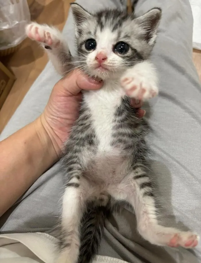 A tiny, grey and white striped kitten with big eyes held up, proving cats are chaotic creatures.