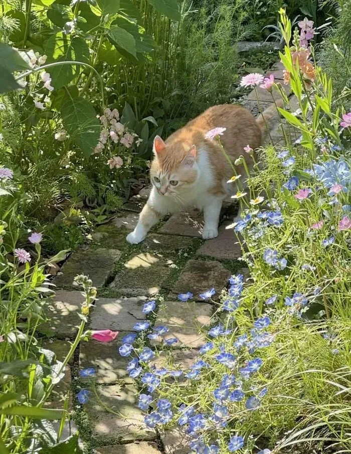 Funny photo of a cat walking through a colorful garden path, proving cats are the internet's favorite chaotic creatures.