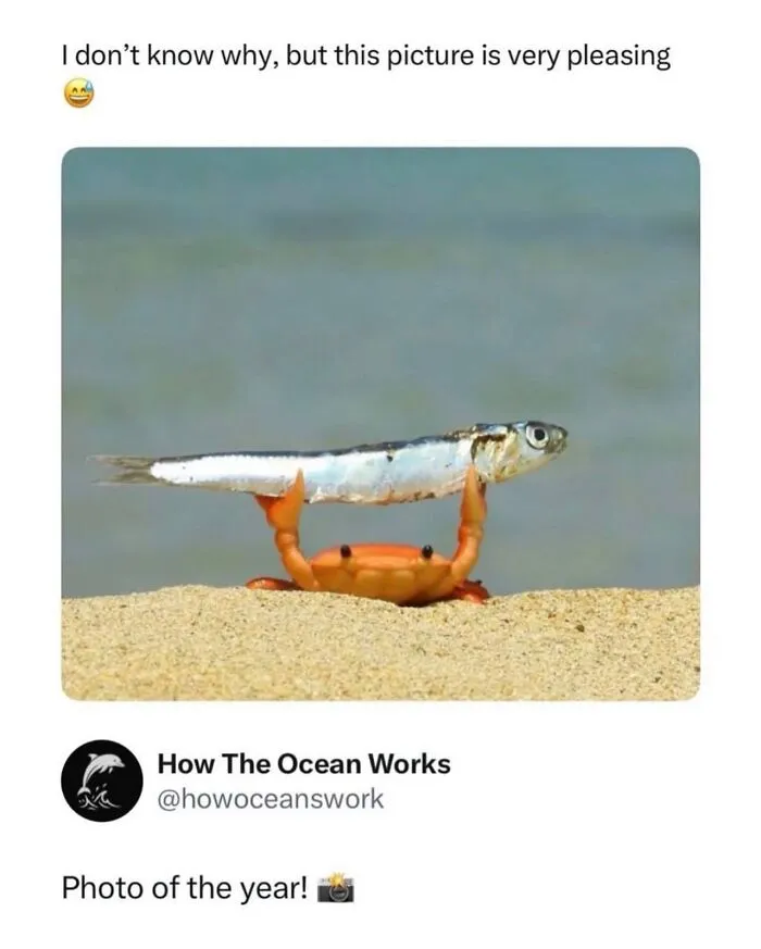 Crab lifting fish on the beach with ocean background
