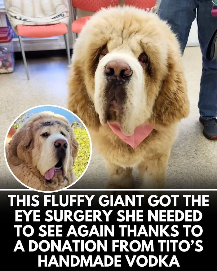 From Rescue Miracles To Emotional Reunions: 32 New Dog Stories Shared By 'We Rate Dogs' 