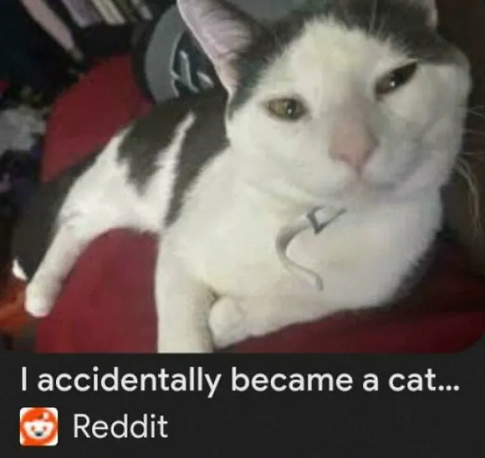I Hate When I Accidentally Become A Cat