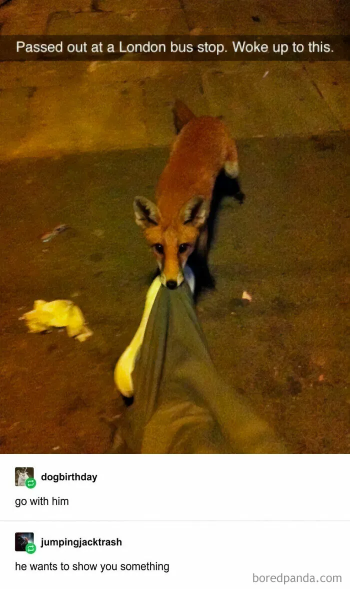 Blessed_fox