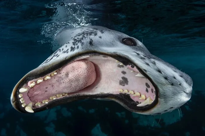 20 Powerful Photos From The 2026 Animal Kingdom Competition By Life Framer