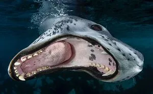 20 Powerful Photos From The 2026 Animal Kingdom Competition By Life Framer