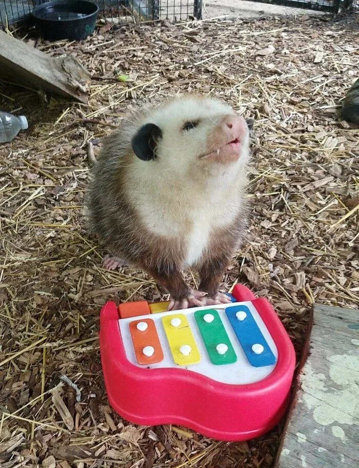 This Facebook Page Shares Animal Images That Feel Way Too Important To Ignore (38 New Pics)