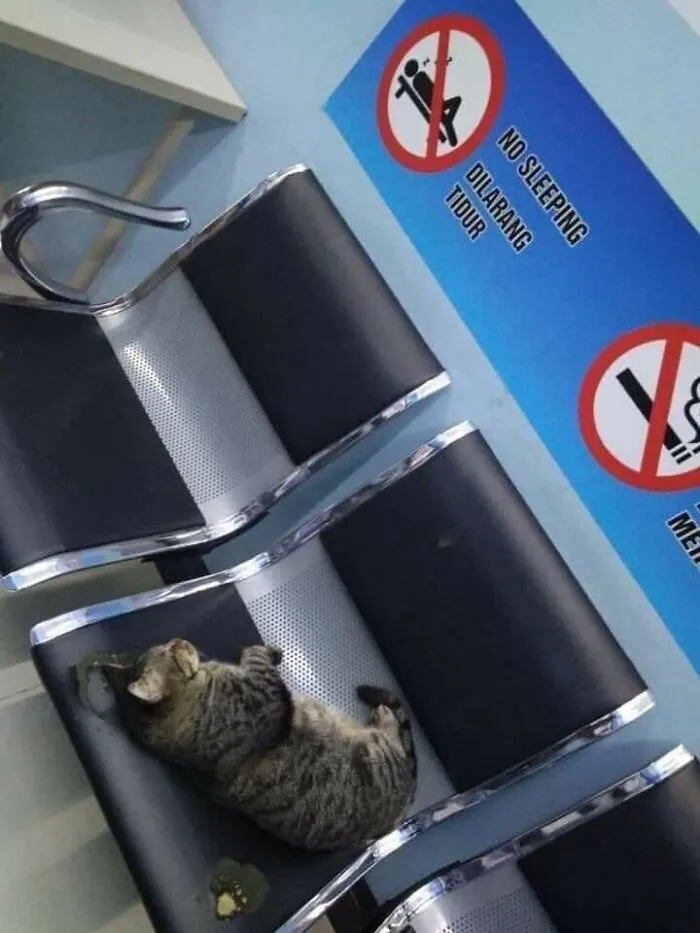 This Facebook Page Shares Animal Images That Feel Way Too Important To Ignore (38 New Pics)