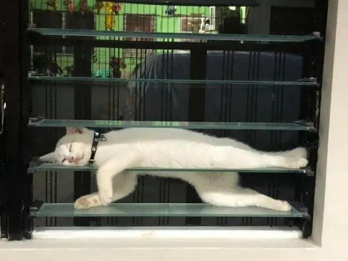 This Facebook Page Shares Animal Images That Feel Way Too Important To Ignore (38 New Pics)