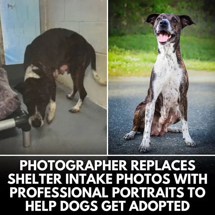 From Rescue Miracles To Emotional Reunions: 32 New Dog Stories Shared By 'We Rate Dogs' 
