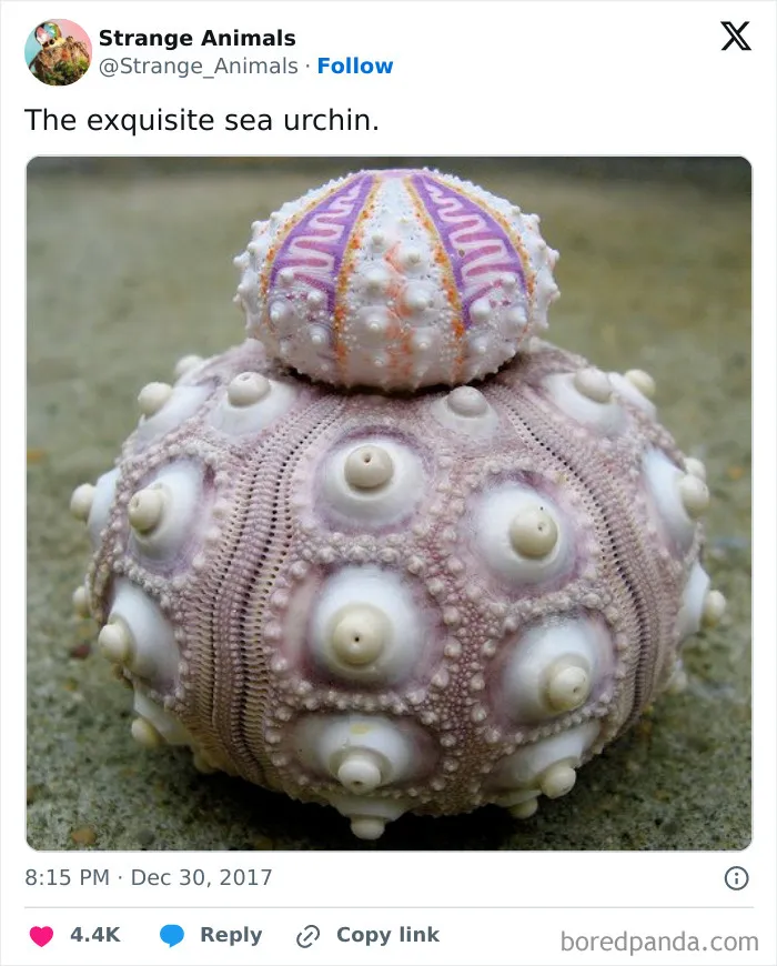 100 Rare And Bizarre Creatures That Prove Nature Has A Much Wilder Imagination Than We Do 