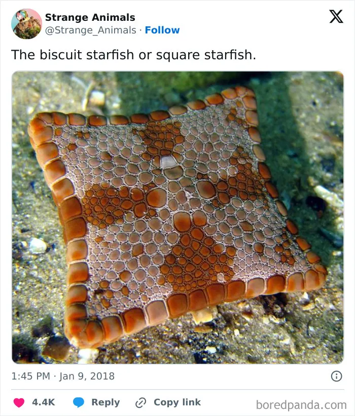 100 Rare And Bizarre Creatures That Prove Nature Has A Much Wilder Imagination Than We Do 