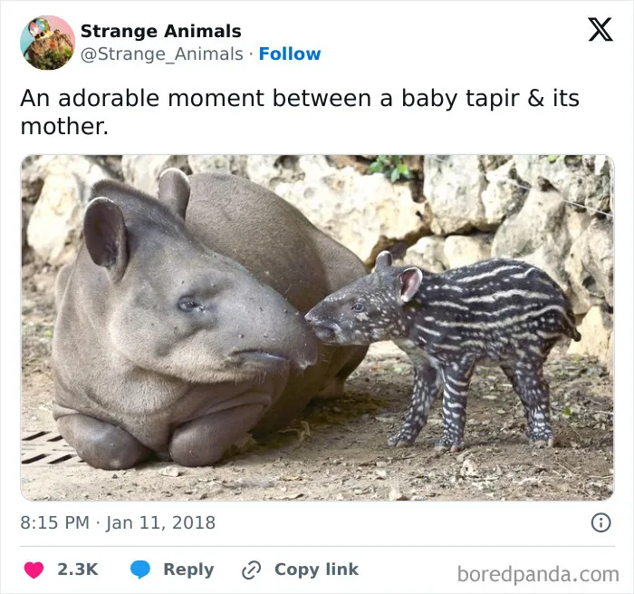 100 Rare And Bizarre Creatures That Prove Nature Has A Much Wilder Imagination Than We Do 
