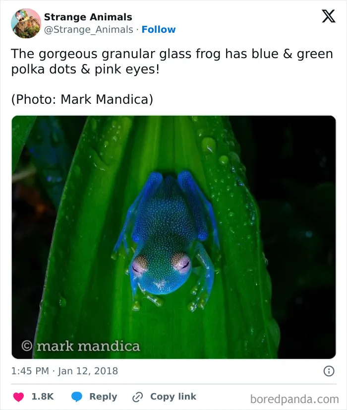 100 Rare And Bizarre Creatures That Prove Nature Has A Much Wilder Imagination Than We Do 