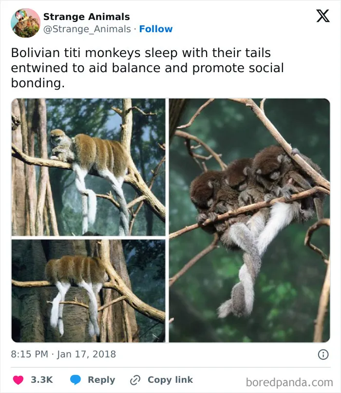 100 Rare And Bizarre Creatures That Prove Nature Has A Much Wilder Imagination Than We Do 