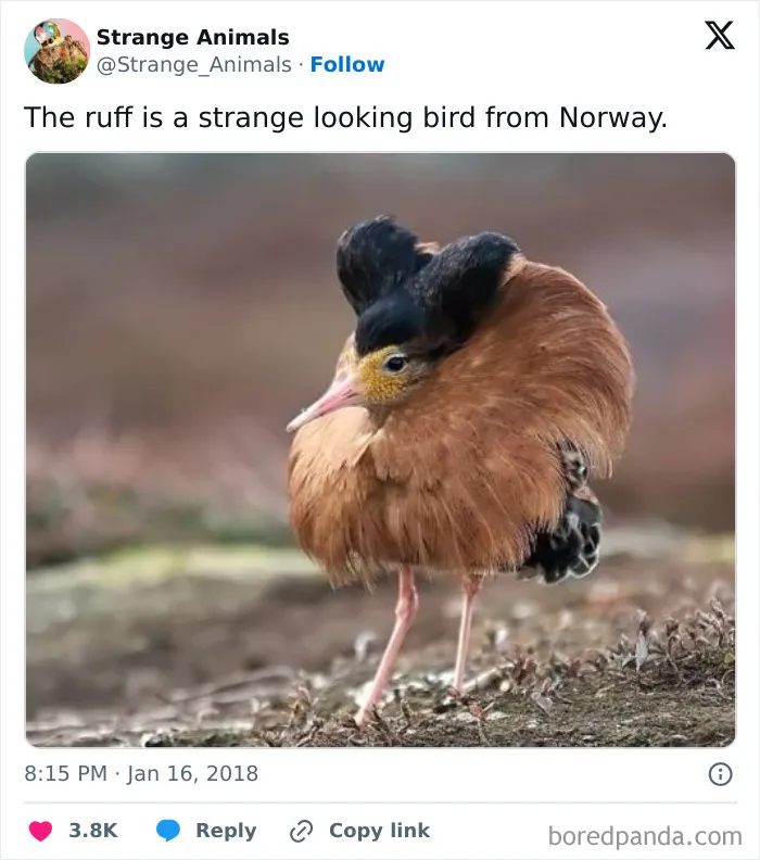 100 Rare And Bizarre Creatures That Prove Nature Has A Much Wilder Imagination Than We Do 
