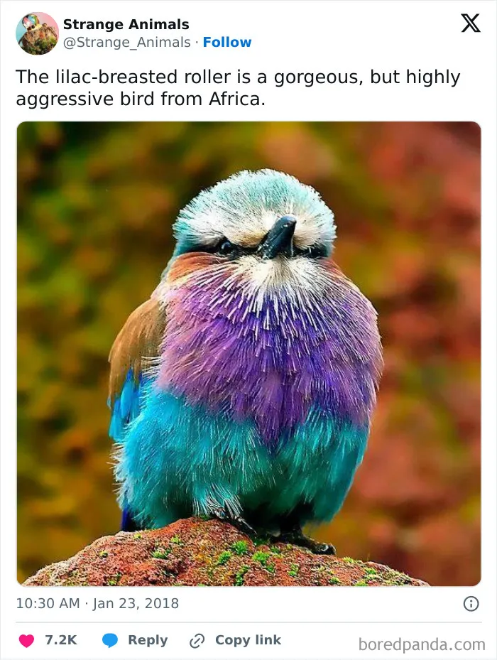 100 Rare And Bizarre Creatures That Prove Nature Has A Much Wilder Imagination Than We Do 