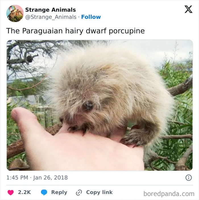 100 Rare And Bizarre Creatures That Prove Nature Has A Much Wilder Imagination Than We Do 