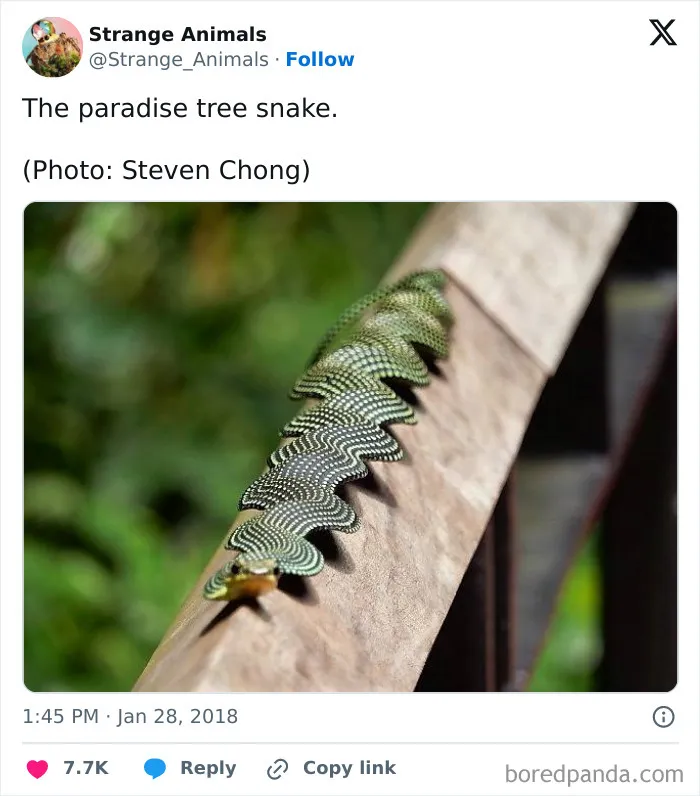 100 Rare And Bizarre Creatures That Prove Nature Has A Much Wilder Imagination Than We Do 