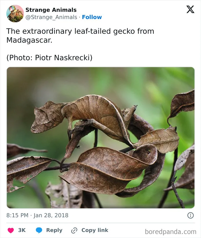 100 Rare And Bizarre Creatures That Prove Nature Has A Much Wilder Imagination Than We Do 