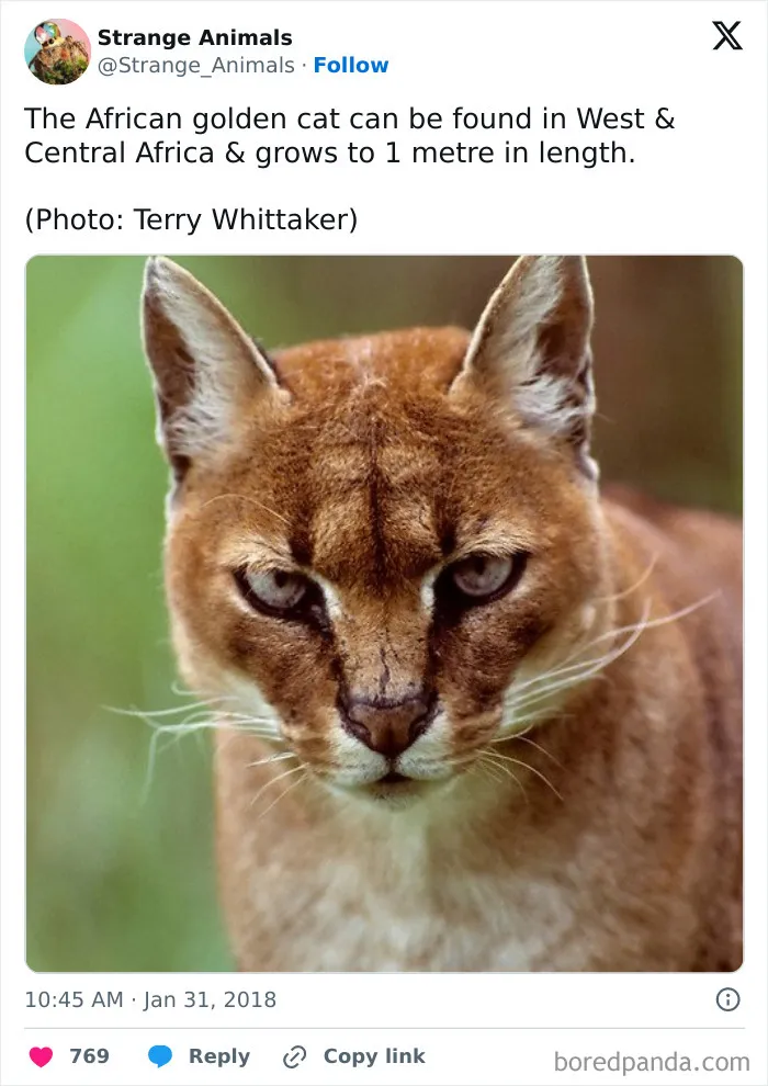 100 Rare And Bizarre Creatures That Prove Nature Has A Much Wilder Imagination Than We Do 