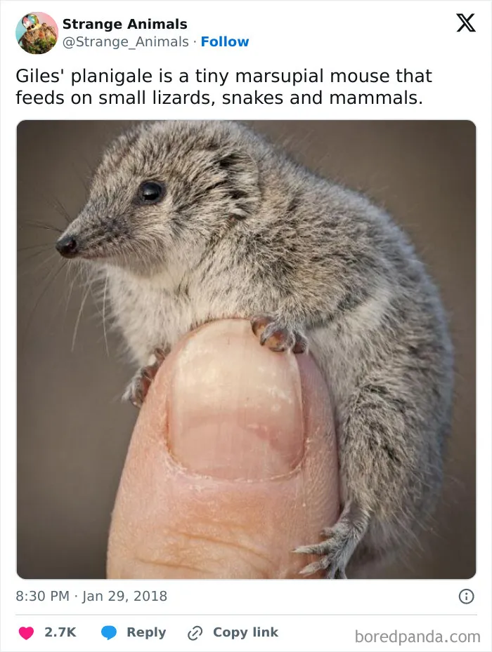 100 Rare And Bizarre Creatures That Prove Nature Has A Much Wilder Imagination Than We Do 