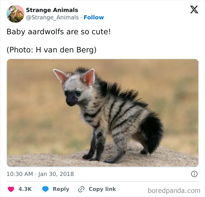 100 Rare And Bizarre Creatures That Prove Nature Has A Much Wilder Imagination Than We Do 