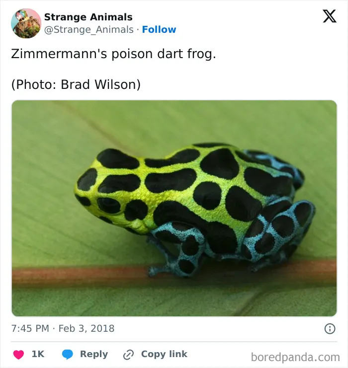 100 Rare And Bizarre Creatures That Prove Nature Has A Much Wilder Imagination Than We Do 