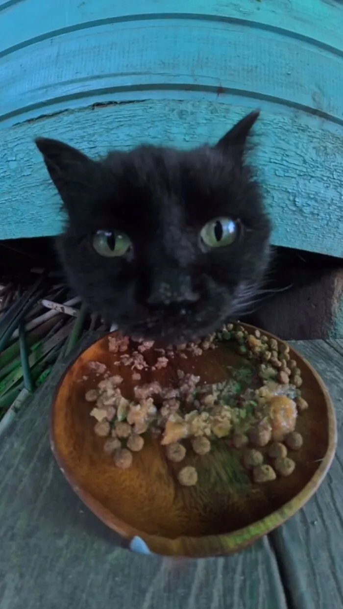 40 Times Stray Animals Received Meals Via Drone And Remote Control Car Operated By This Guy (New Pics)