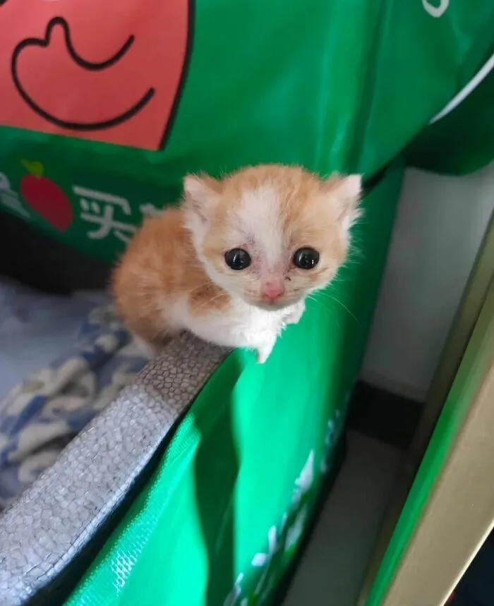 Funny photos of cats prove cats are the internet's favorite tiny chaotic creatures, a small kitten peeking over a bag.