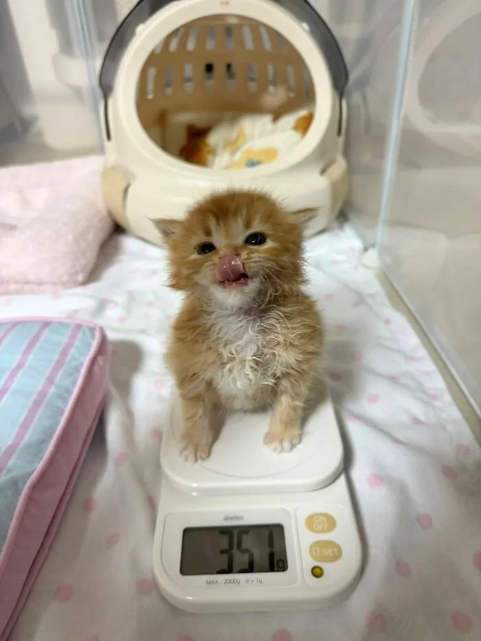 40 Funny Photos Shared By This Page That Prove Cats Are The Internet’s Favorite Tiny Chaotic Creatures