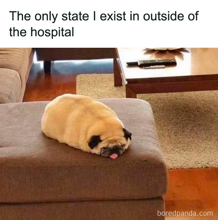 A pug lying flat like a loaf of bread on an ottoman with the text, The only state I exist in outside of the hospital. Doctors medical memes.
