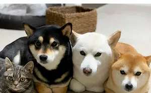 If Nothing Brings You Joy Anymore, Try These 75 Funny And Wholesome Animal Memes