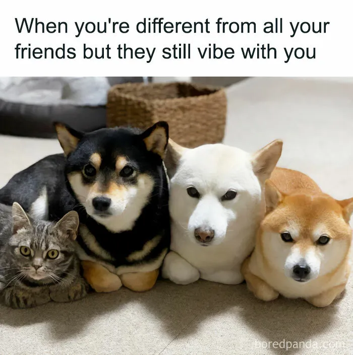 If Nothing Brings You Joy Anymore, Try These 75 Funny And Wholesome Animal Memes