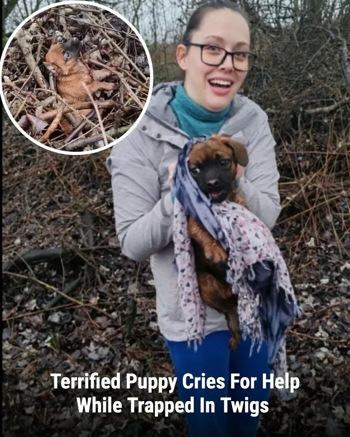 This Page Shared The Stories Of 28 Animals Whose Lives Changed After Someone Finally Came To Help