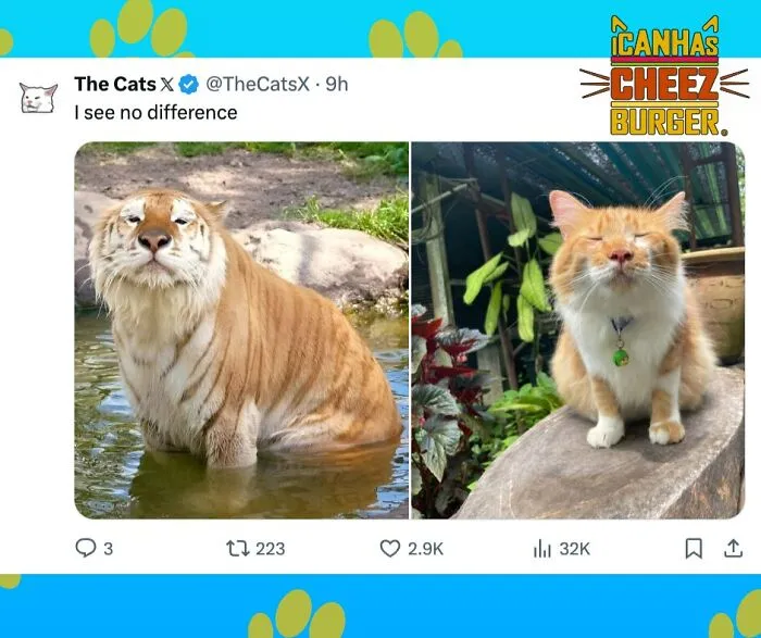 41 Of The Funniest And Cutest Cat Posts Shared By This Page (New Pics)