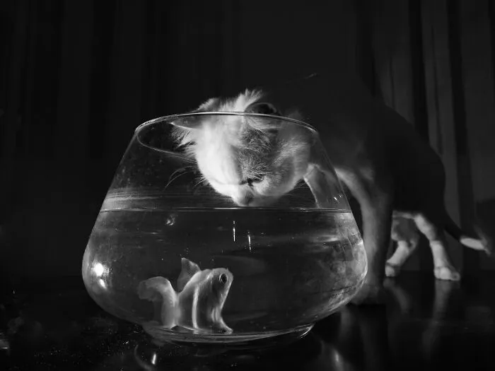 This Photographer Finds The Beauty And Peace Of Capturing Cats In Everyday Street Scenes (29 Pics)