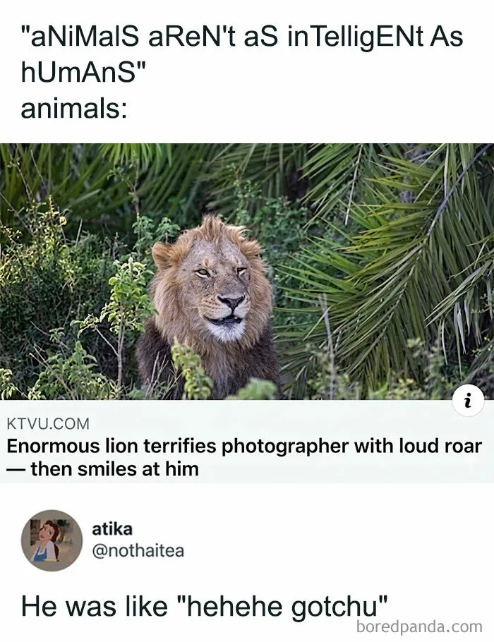 If Nothing Brings You Joy Anymore, Try These 75 Funny And Wholesome Animal Memes