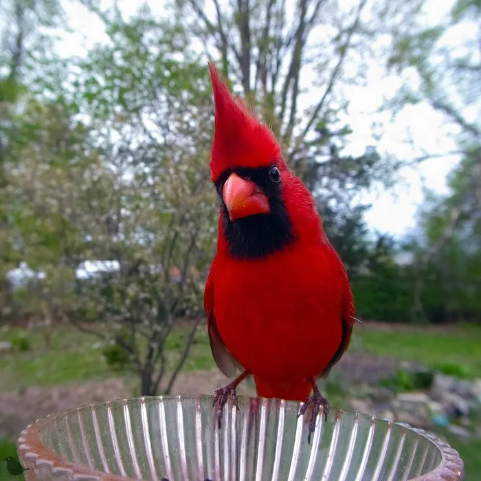 Woman Puts Camera On Bird Feeder In Her Yard To See Who Comes To Visit (30 New Pics)