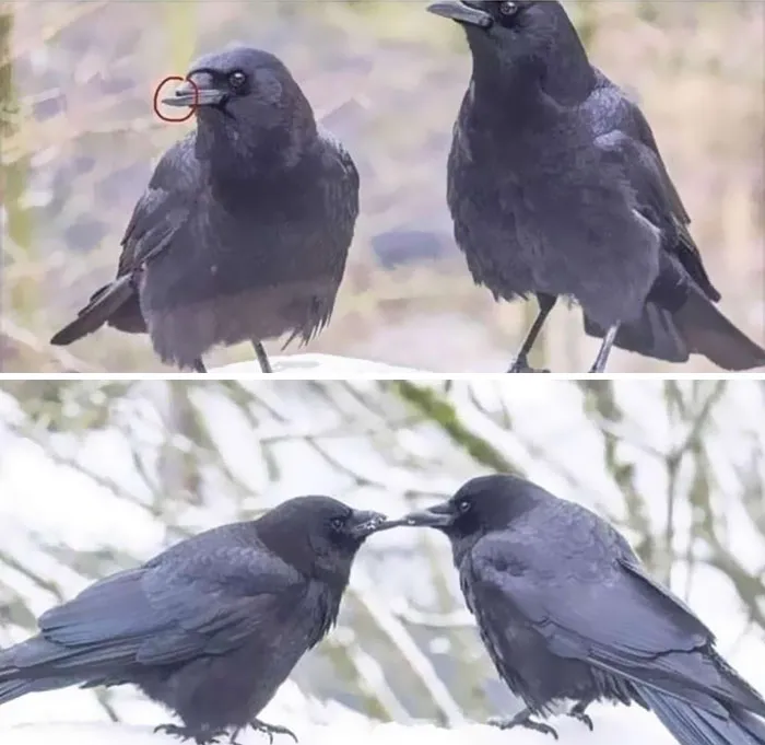 These Birbs Love Each Other Even Through Disability