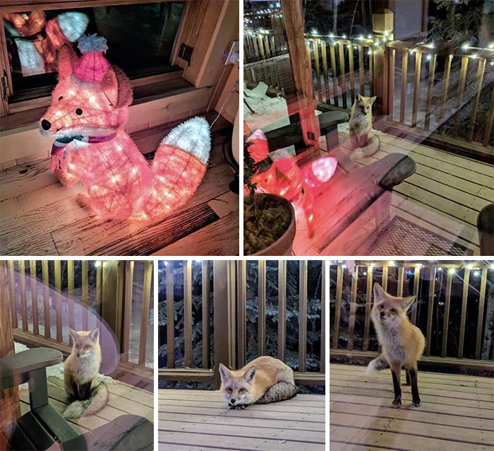 I Think Someone Has A Crush On My Christmas Light Decoration