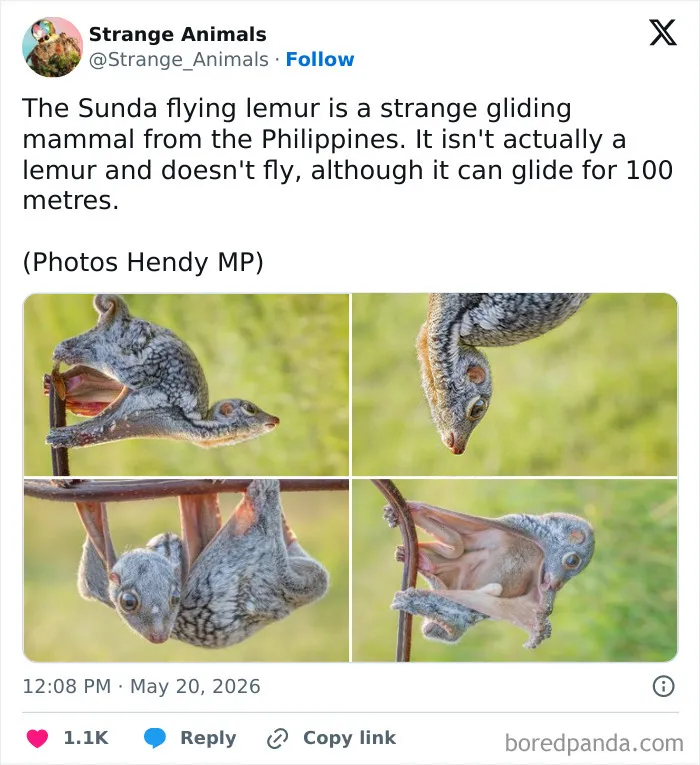 100 Rare And Bizarre Creatures That Prove Nature Has A Much Wilder Imagination Than We Do 