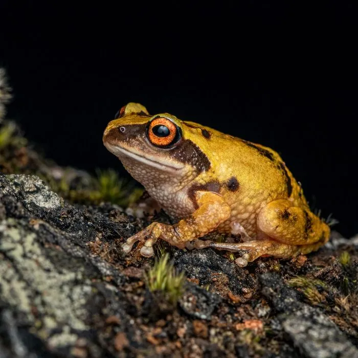 This Photographer Captured The Hidden Beauty Of Frogs In 22 Stunning Shots (New Pics)