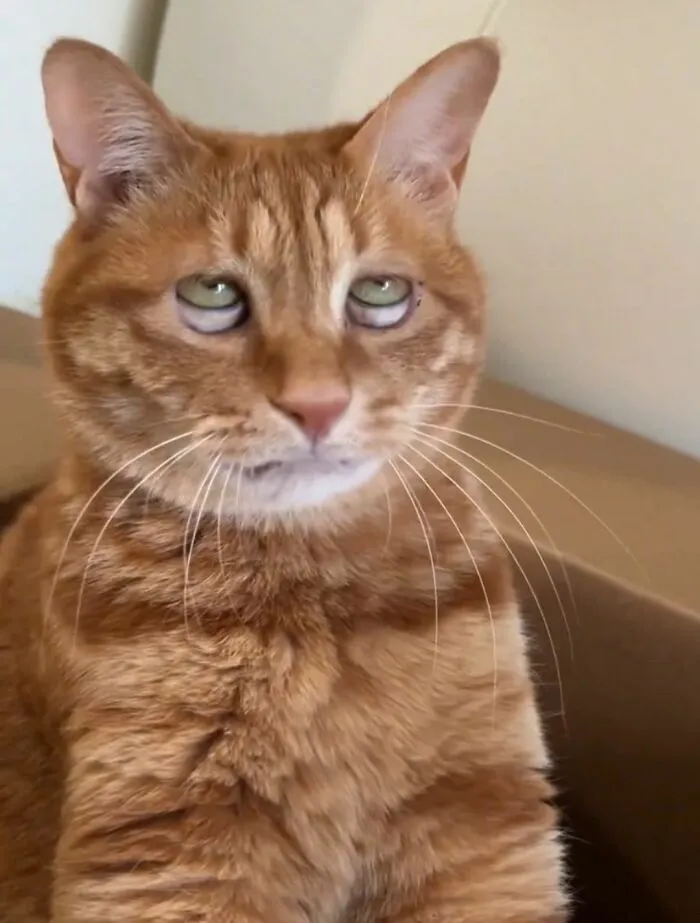 Funny photos of cats prove cats are the internet's favorite tiny chaotic creatures, a cat with wide eyes.