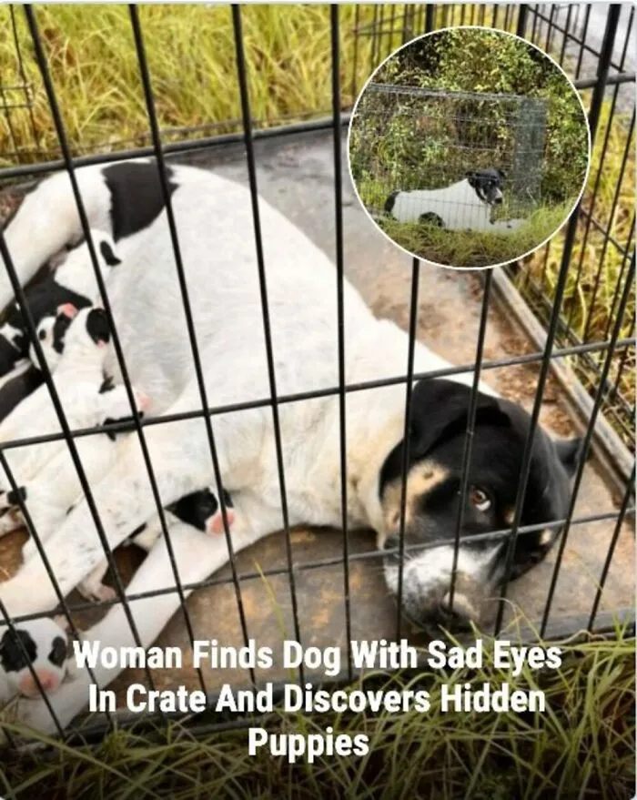 This Page Shared The Stories Of 28 Animals Whose Lives Changed After Someone Finally Came To Help