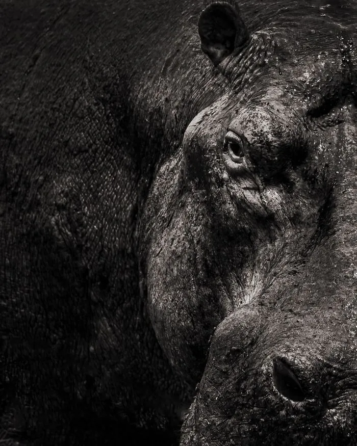 20 Powerful Photos From The 2026 Animal Kingdom Competition By Life Framer