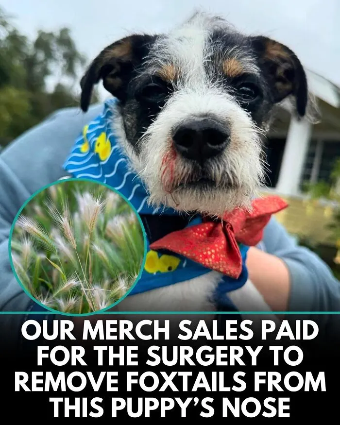 From Rescue Miracles To Emotional Reunions: 32 New Dog Stories Shared By 'We Rate Dogs' 