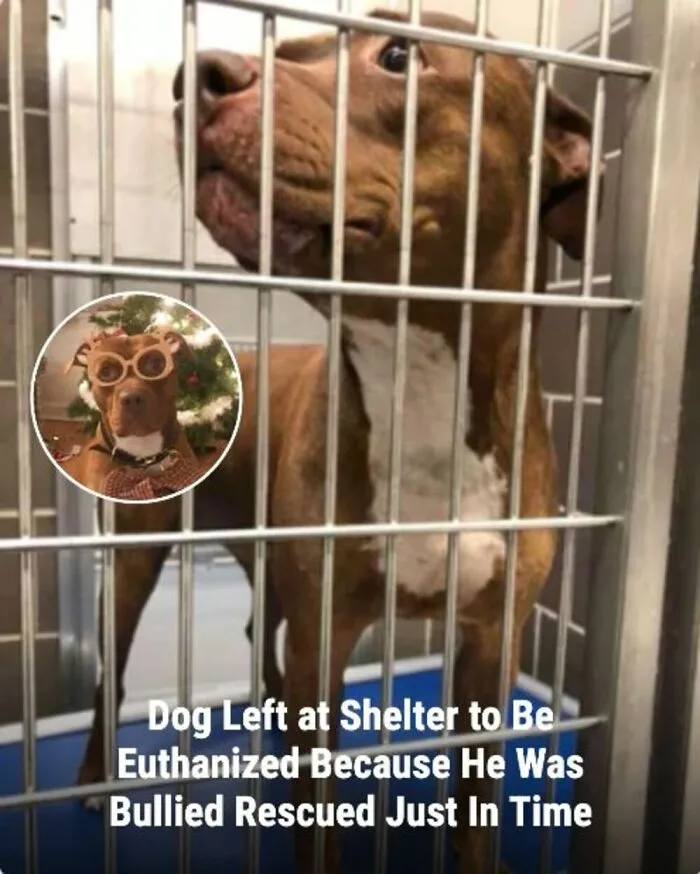 This Page Shared The Stories Of 28 Animals Whose Lives Changed After Someone Finally Came To Help