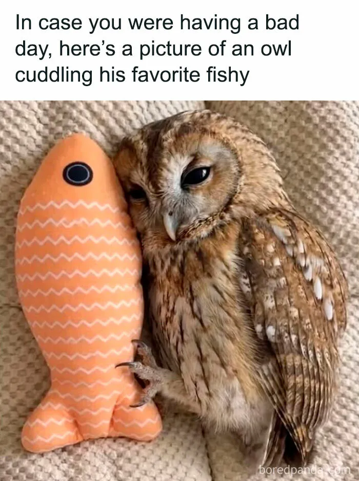 70 Randomly Funny Memes To Fix Your Mood