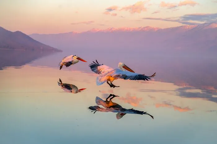 20 Powerful Photos From The 2026 Animal Kingdom Competition By Life Framer